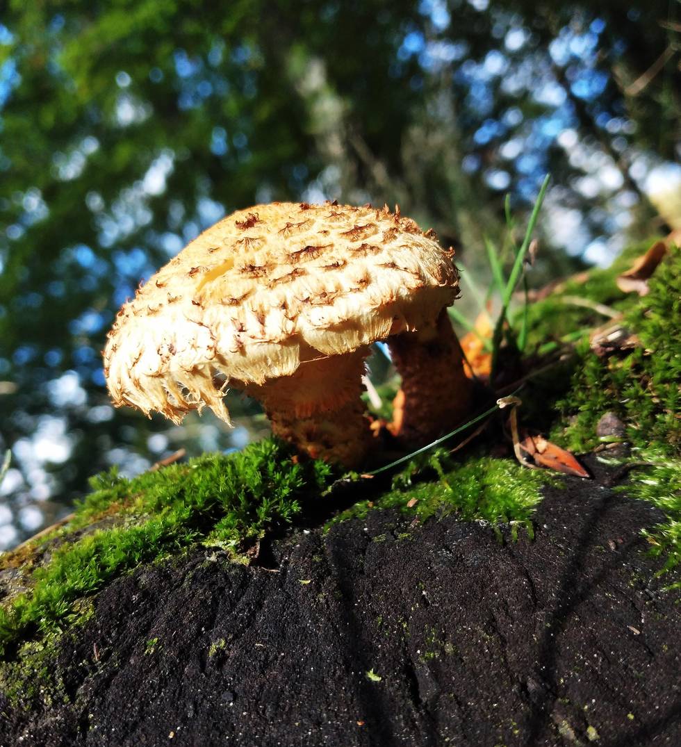 Herbst, Pilz, Berlin Herbst, Pilz, Berlin